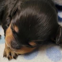 Dachshund Puppies from CLARK'S BREEDING PROGRAM