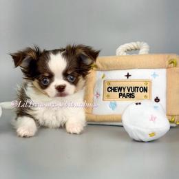 Rachel - Chocolate and white female Chihuahua puppy in Anderson, South Carolina from Lil Treasures Chihuahuas