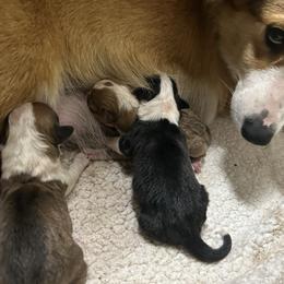 Boy 1 - Black and white male American Corgi puppy in Cocoa, Florida from Cascadian Space Coast Corgis LLC