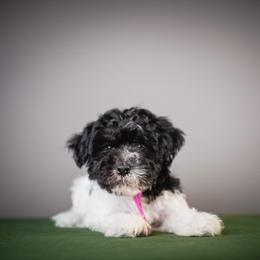 Pinky - Black and white female Schnoodle puppy in Caldwell, Idaho from Boise Doodle Co.