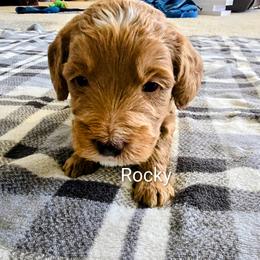 Shamrock (Rocky) - Apricot male Goldendoodle puppy in Red Oak, Iowa from Fisher Pups-Stay Golden with a Doodle