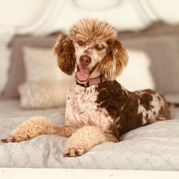 Bernedoodle puppies from Mountain Top Doodles