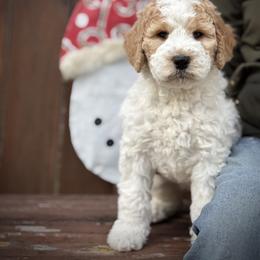 Brown Collar Girl - Caramel female Australian Labradoodle puppy in Wake Forest, North Carolina from Lucky Country Labradoodles