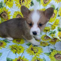 Green - White and red male Pembroke Welsh Corgi puppy in Beulaville, North Carolina from Windy Acres Pembroke Welsh