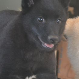 Schipperke Puppies from Delilah's Schipperkes