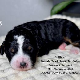 Willow - Tri-color female Bernedoodle puppy in Orange, Texas from Walk with Me Doodles