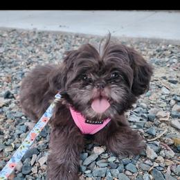 Shih Tzu Puppies from Shih Tzus of Gilbert