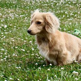 Chip - Dachshund