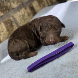 Poppy Purple - Phantom female Goldendoodle puppy in Delphos, Ohio from Route 66 Poodles & Doodles, Sapphire Shih-tzu's of Ohio