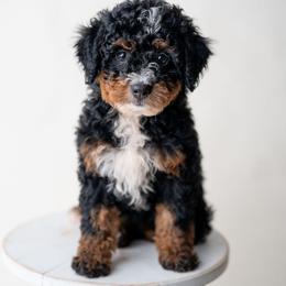 Genevieve - Tri-color female Bernedoodle puppy in Lititz, Pennsylvania from Sleepy Hollow Acres