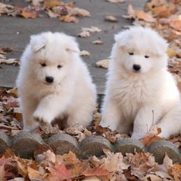 Samoyeds from Fionntan Samoyeds