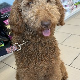 Goldendoodles and Poodles from Gandy’s Tails of Joy