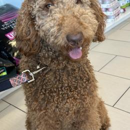 Goldendoodles and Poodles from Gandy’s Tails of Joy