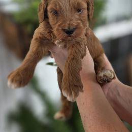 Luna - Red  female Goldendoodle puppy in Decatur, Tennessee from Diamond's Doodles