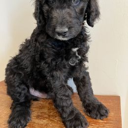 Havanese, Poodle, and Sheepadoodle Puppies from KK's Doodles and Havanese