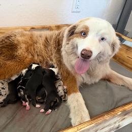 Miniature American Shepherd puppies from Barnhardt Minis
