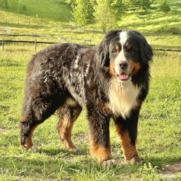 Oskar - Bernese Mountain Dog