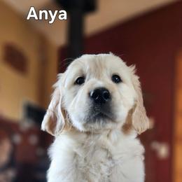 Third pick - Light golden female Golden Retriever puppy in Clay Center, Nebraska from Storm Chasers- Golden Retrievers & Basset Hounds