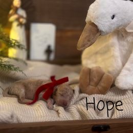 Hope - Cream female Assorted Doodle Crosses puppy in West Monroe, Louisiana from Southern Haven Doodles