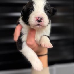 Mischief - Black and white female Border Collie puppy in Kalispell, Montana from North Fork Border Collies