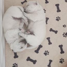 Boy 1 - White male West Highland White Terrier puppy in Grand Junction, Colorado from Rocky Mountain High Kennels