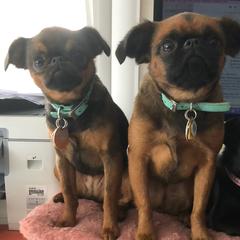 Brussels Griffons from Willow & Sage Brussel Griffons