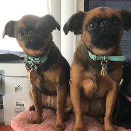 Brussels Griffons from Willow & Sage Brussel Griffons