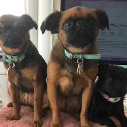 Brussels Griffons from Willow & Sage Brussel Griffons
