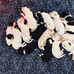 Sheepadoodle puppies from Smith Acres Doodles