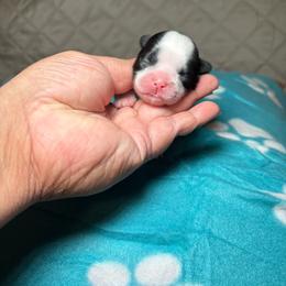 Oreo - Black and white male Shih Tzu puppy in Phoenix, Arizona from Spoiled ShihTzu LLC