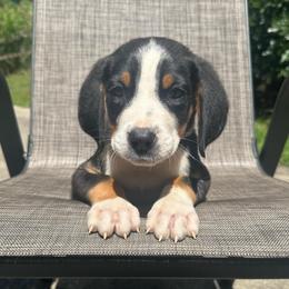 Maroon Boy - Black, white and red male Greater Swiss Mountain Dog puppy in Lower Burrell, Pennsylvania from Polyanna’s GSMD