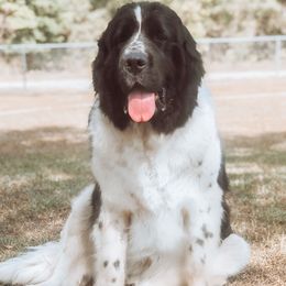 Daisy - Newfoundland