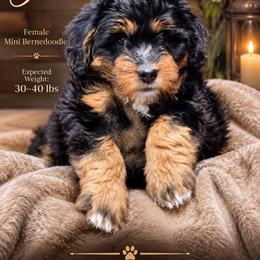 Black collar ( Josie ) - Tri-color female Bernedoodle puppy in Jacksonville, Florida from Haj Paj Bernedoodles