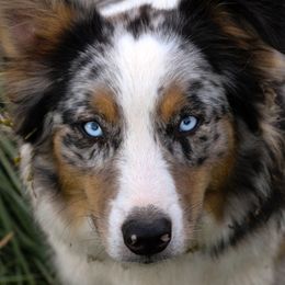 Marie - Australian Shepherd