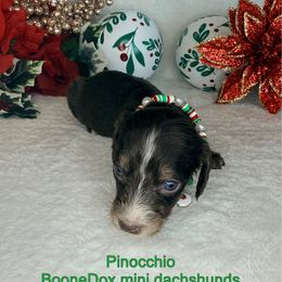 Pinocchio - Chocolate and cream male Dachshund puppy in Lexington, Oklahoma from BooneDox Miniature Dachshunds
