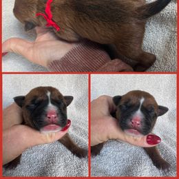 Blitzen - Red male American Staffordshire Terrier puppy in Marietta, Georgia from Ambition Amstaffs