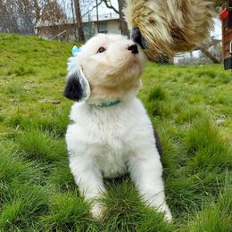 Old English Sheepdog Puppies from Sapphire Eyes Sheepdogs