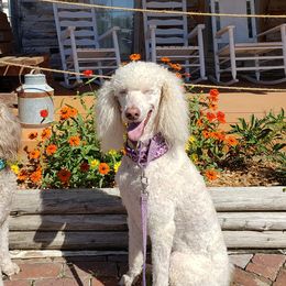 Poodles from Middle Earth Standard Poodles