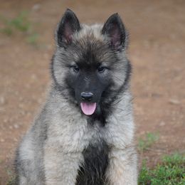 Red collar - Silver and black male Belgian Tervuren puppy in South Point, Ohio from Aftershock Belgians