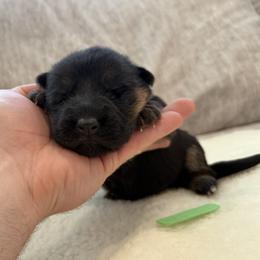 Girl 2 - Black and red female German Shepherd puppy in Battle Ground, Washington from Purebred Elite Shepherds