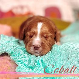 Cobalt - Red male Australian Labradoodle puppy in Decatur, Alabama from Southern Meadows Doodles