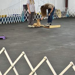 Great Dane Puppies from Ellenni Danes