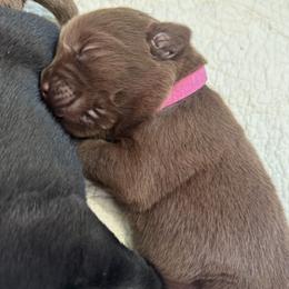 Magenta - Chocolate female Labrador Retriever puppy in North East, Pennsylvania from Newara’s Dog House LLC