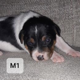 Boy 2 - Rat Terrier puppy in Checotah, Oklahoma from AdamsAcres Rat Terriers