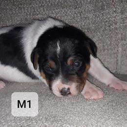 Boy 2 - Rat Terrier puppy in Checotah, Oklahoma from AdamsAcres Rat Terriers