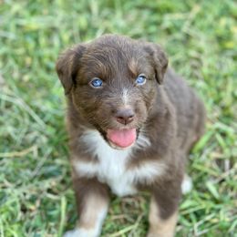 Puppy 6 - Red tri-color female Australian Shepherd puppy in Hillview, Illinois from Malin Family Aussies