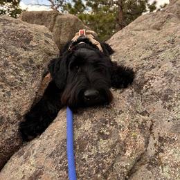 Sig - Black male Giant Schnauzer puppy in Tabernash, Colorado from Schnauzer Paw Homestead
