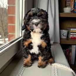 Winnie - Tri-color female Bernedoodle puppy in Tucson, Arizona from Adored Poodle & Doodles