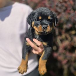Oksana - Black and mahogany female Rottweiler puppy in Cottage Grove, Oregon from Divine Rottweilers