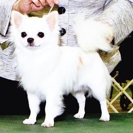 Chihuahua All Grown Up from Vargo Chihuahuas